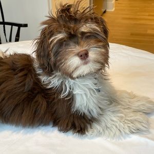 Meet your Posher, Helen